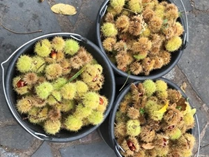 Каштани їсьтині