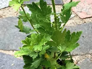 Агрус Уральський безшипний