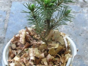Ялина Кейбаб 0.5