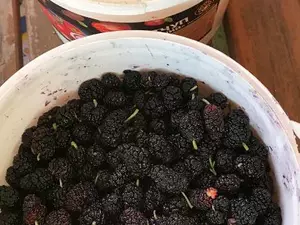 Шовковиця