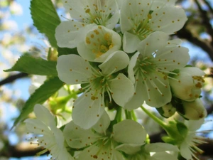 Вишня цвіте 7.5.26