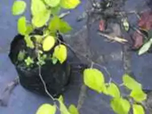 Каркас