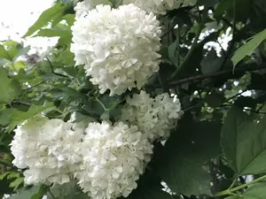 Калина буль 31.5.26