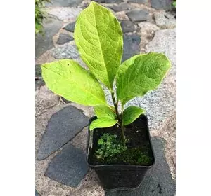 Магнолія Лебнера. У контейнерах 0.5 л. Магнолія Лебнера. У контейнерах 0.5 л.