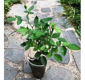 Троянда бордюрна Літл сансет. Привита. У контейнерах 0.5 л. Троянда бордюрна Літл сансет. Привита. У контейнерах 0.5 л.