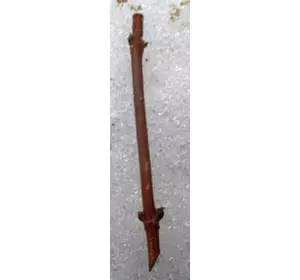 Дейзі гібридна Pink Pom-Pom. НЧ. Черенки для укорочення. Дейзі гібридна Pink Pom-Pom. НЧ. Черенки для укорочення.