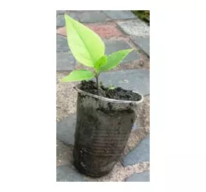 Магнолія Лебнера. Сіянці в контейнерах Д5. Магнолія Лебнера. Сіянці в контейнерах Д5.