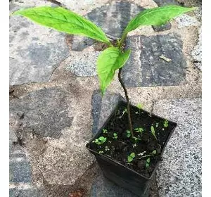 Магнолія Суланжа. З насіння сорту Алекандріна. У контейнерах 0.5 л. Магнолія Суланжа. З насіння сорту Алекандріна. У контейнерах 0.5 л.