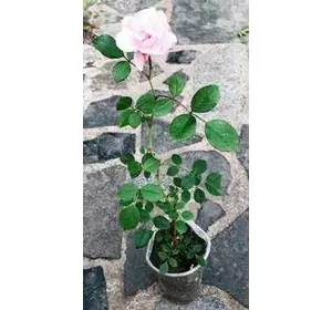 Троянда мініатюрна рожева. 0.5 л. Троянда мініатюрна рожева. 0.5 л.