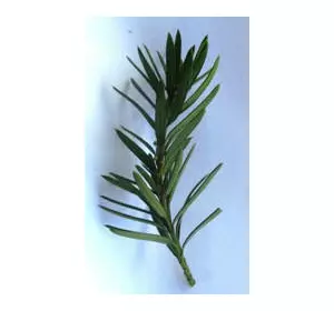 Тис ягідний Фастигіата. НЧ. Живці для вкорінення. Тис ягідний Фастигіата. НЧ. Живці для вкорінення.