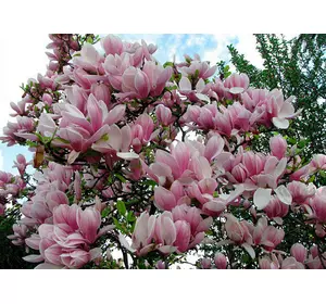 Магнолія Суланжа. У контейнерах 0.5 л. Магнолія Суланжа. У контейнерах 0.5 л.