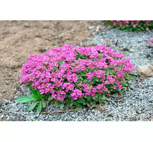 Арабіс кавказький рожевий. Розсада в контейнерах Д5. Арабіс кавказький рожевий. Розсада в контейнерах Д5.