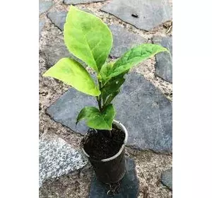 Магнолія Суланжа. У контейнерах д5. Магнолія Суланжа. У контейнерах д5.