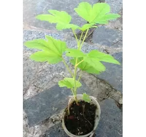 Смородина кривачервона декоативна Кінг Едвард 7. У контейнерах 0.5л. Смородина кривачервона декоативна Кінг Едвард 7. У контейнерах 0.5л.