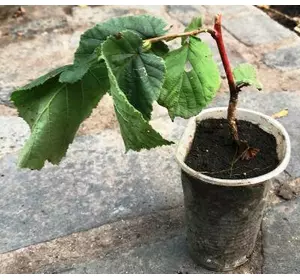 Льощина плакуча. У контейнерах 0.5 л. Льощина плакуча. У контейнерах 0.5 л.