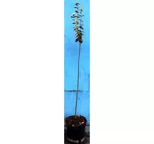 Бересклет жовтооблямований крупнолистний на штамбі. Контейнер 5л. Бересклет жовтооблямований крупнолистний на штамбі. Контейнер 5л.