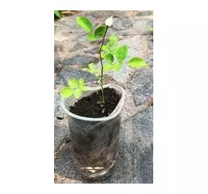 Троянда поліантова Айсберг. Конесобна. 0.5л Троянда поліантова Айсберг. Конесобна. 0.5л