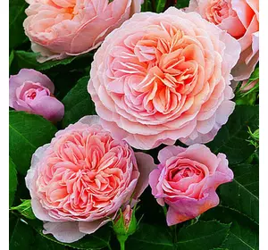 Троянда англійська Вільям Морріс. 0.5 л. Троянда англійська Вільям Морріс. 0.5 л.