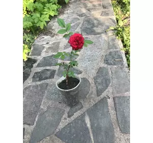 Троянда мініатюрна червона. 0.5 л. Троянда мініатюрна червона. 0.5 л.