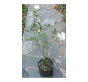 Троянда поліантова Айсберг. У контейнерах 0.5л Троянда поліантова Айсберг. У контейнерах 0.5л