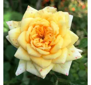 Троянда мініатюрна жовта. 0.5 л. Троянда мініатюрна жовта. 0.5 л.