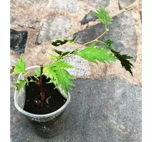 Льощина розрізновата. На ведмежому горіхі в контейнерах 0.5 л. Льощина розрізновата. На ведмежому горіхі в контейнерах 0.5 л.