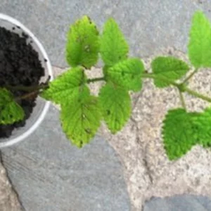 Кухонні, цілющі трави. Овочева розсада. Кухонні, цілющі трави. Овочева розсада.