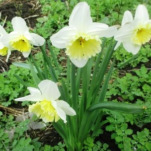 Цибулинні квіти. Цибулинні квіти.