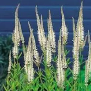 Багаторічні квіти. Корневищні багаторічники. Багаторічні квіти. Корневищні багаторічники.