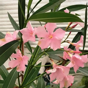 Кімнатні рослини. Кімнатні рослини.