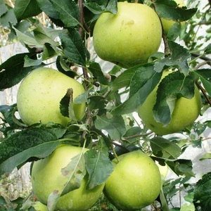 Саджанці плодових дерев і ягідних чагарників. Саджанці плодових дерев і ягідних чагарників.