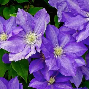 Ліани. Ліани.