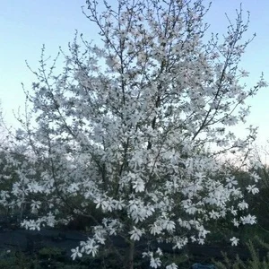 Дерева декоративні та красиво квітуючі. Дерева декоративні та красиво квітуючі.