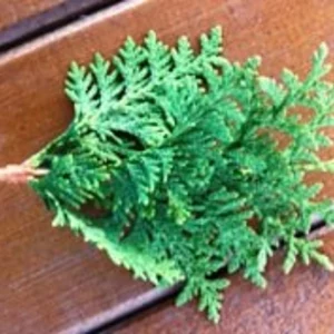 Живці для вкорінення і щеплення. Живці для вкорінення і щеплення.