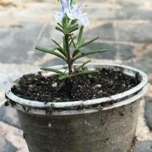 Пряно смакові рослини. Пряно смакові рослини.