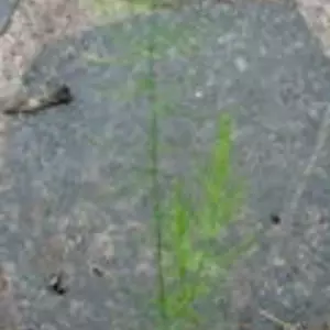 Спаржа. Спаржа.