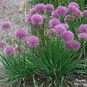 Цибуля багаторічна.. Цибуля багаторічна..