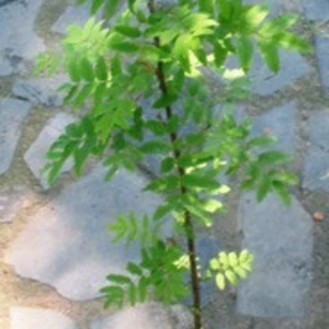 Горобина. Горобина.