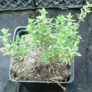 Тимян. Чебрець. Тимян. Чебрець.