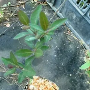 Жимолость витка. Жимолость витка.