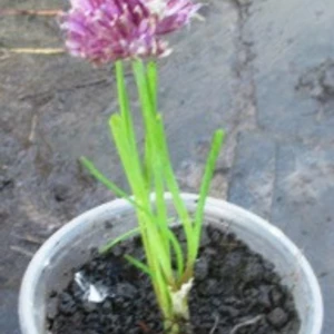 Декоративні Луки. Декоративні Луки.