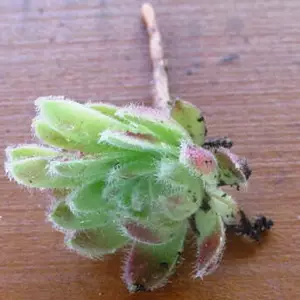 Молодила. Дітки для укорінення. Молодила. Дітки для укорінення.