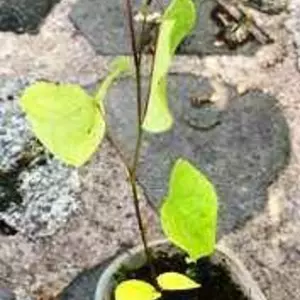 Церцисы. багряники Церцисы. багряники