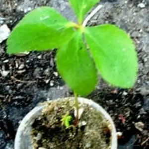 Морозник. Морозник.