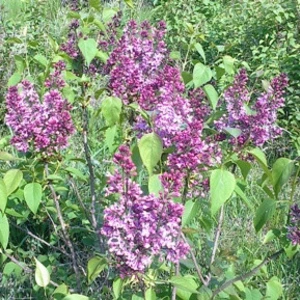 Бузок. Бузок.