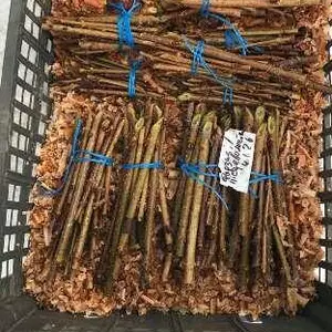 Форзиція. НЧ. Живці для вкорінення. Форзиція. НЧ. Живці для вкорінення.