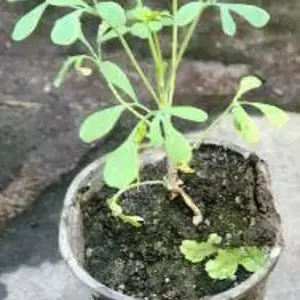 Рута духм'яна. Рута духм'яна.