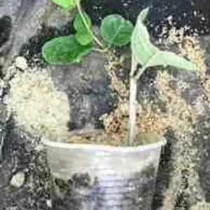 Жимолость чагарникова. Жимолость чагарникова.