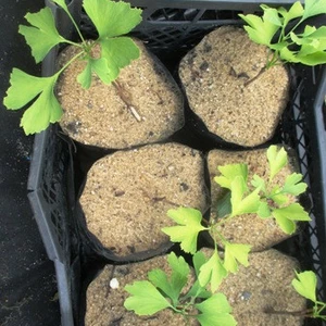 Гінкго. Гінкго.