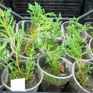 Ялівці. Ялівці.